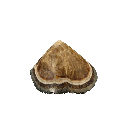 Baryte, Marcasite