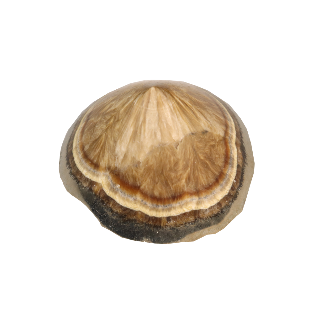 Baryte, Marcasite