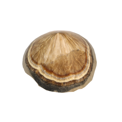Baryte, Marcasite