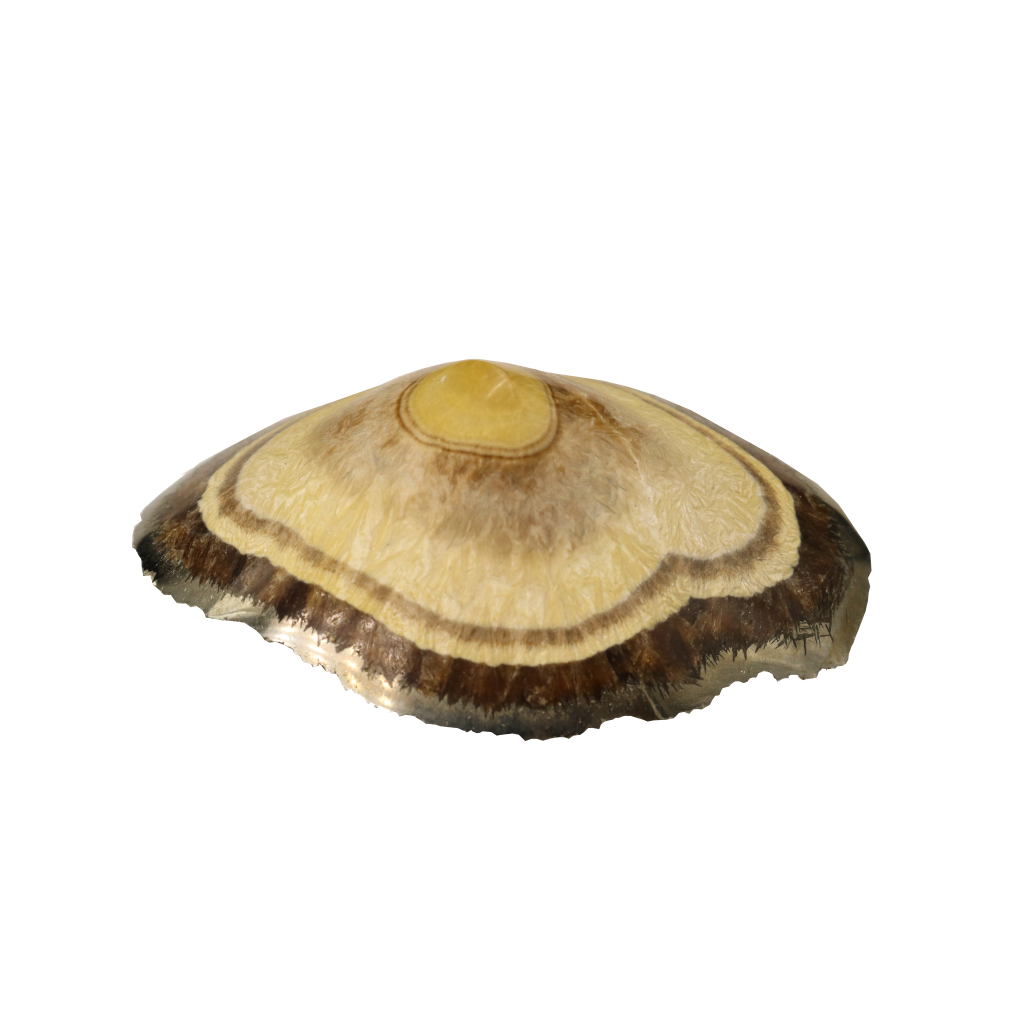 Baryte, Marcasite