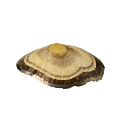 Baryte, Marcasite