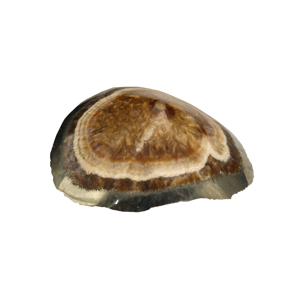 Baryte, Marcasite