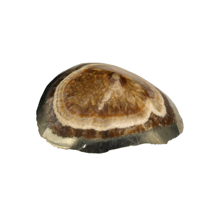 Baryte, Marcasite