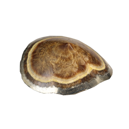 Baryte, Marcasite