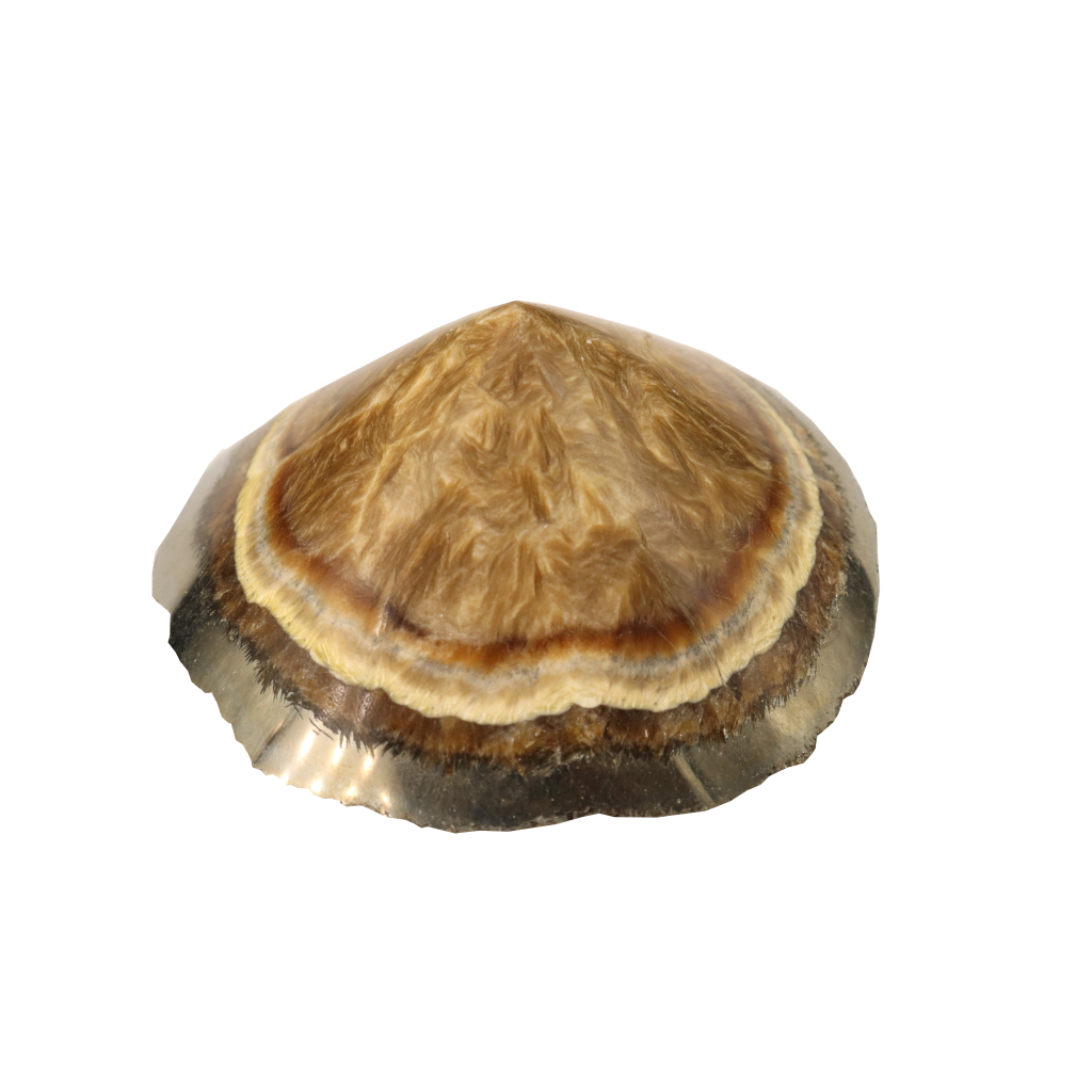 Baryte, Marcasite