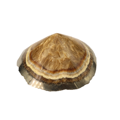Baryte, Marcasite