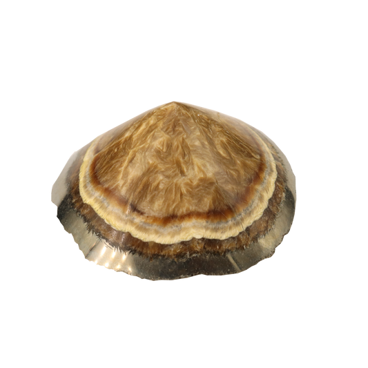 Baryte, Marcasite