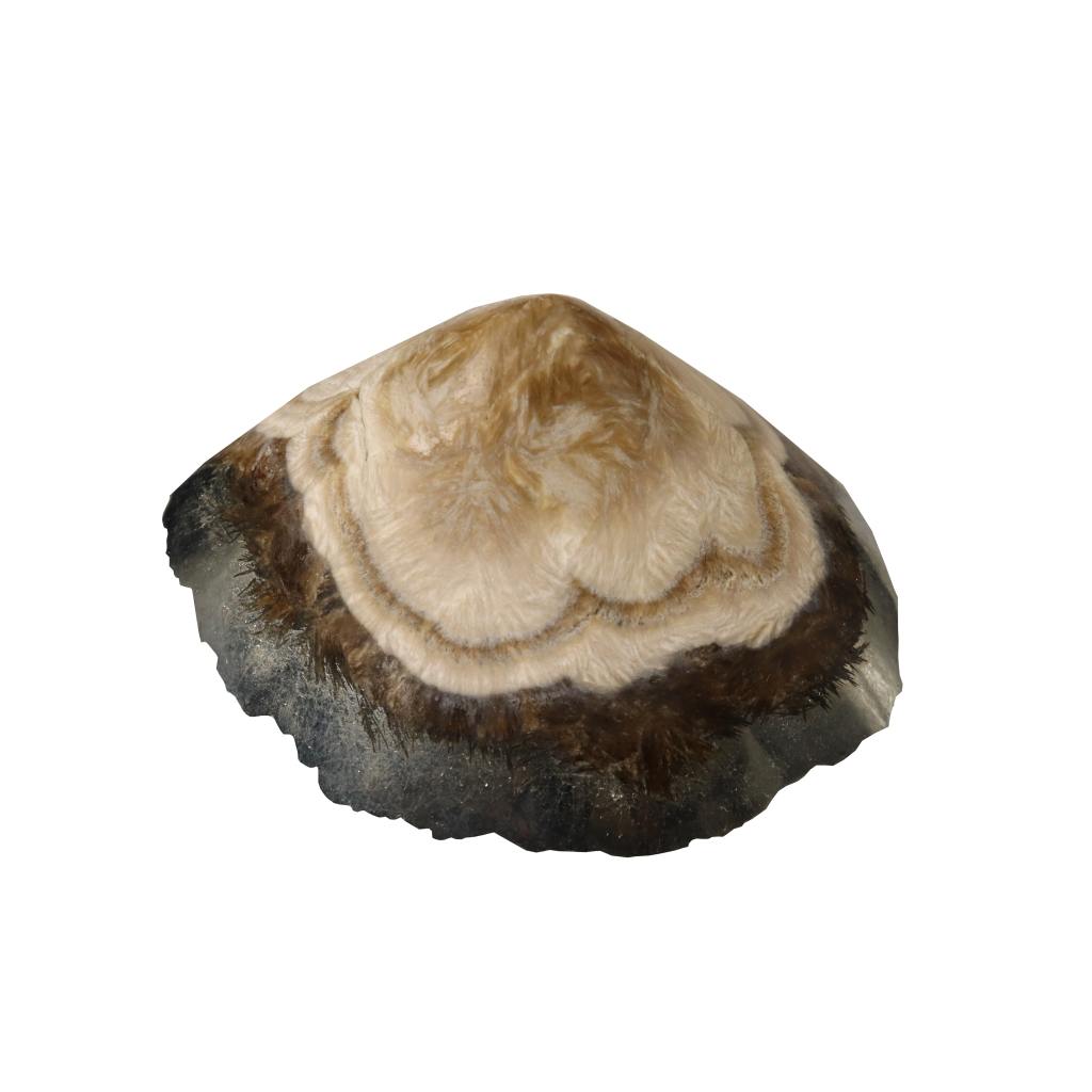 Baryte, Marcasite