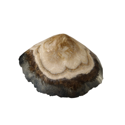 Baryte, Marcasite