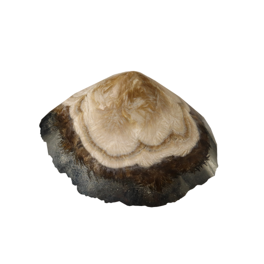 Baryte, Marcasite