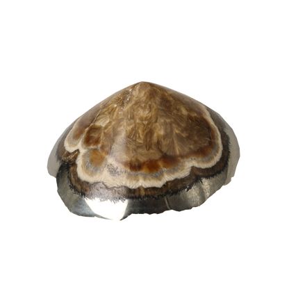 Baryte, Marcasite