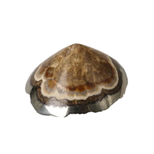 Baryte, Marcasite