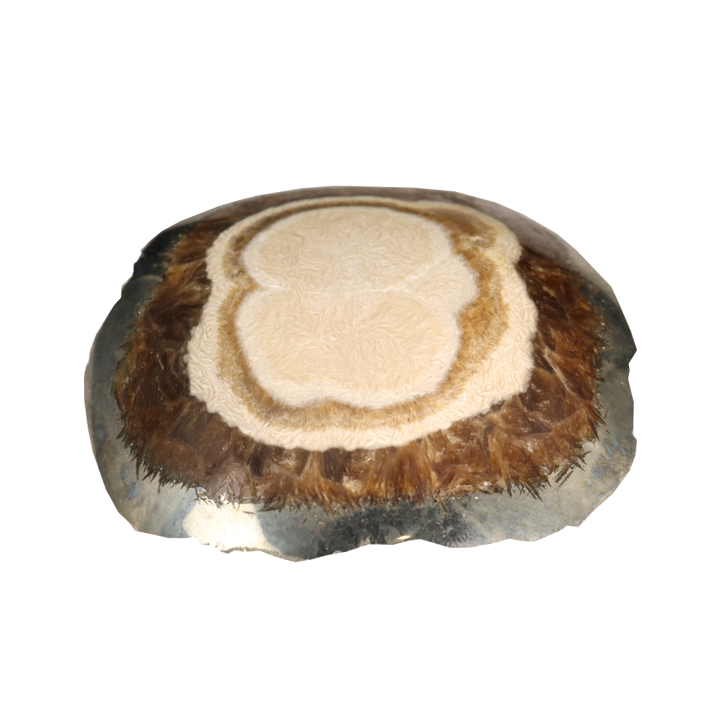 Baryte, Marcasite