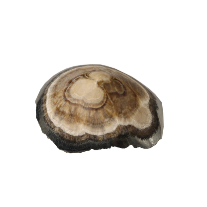 Baryte, Marcasite