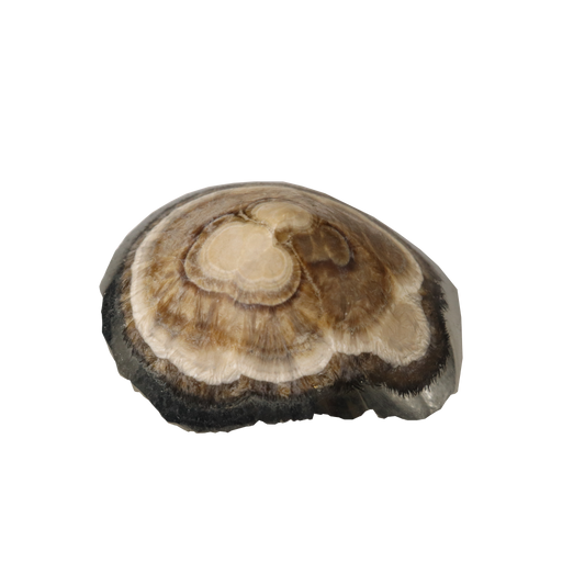 Baryte, Marcasite