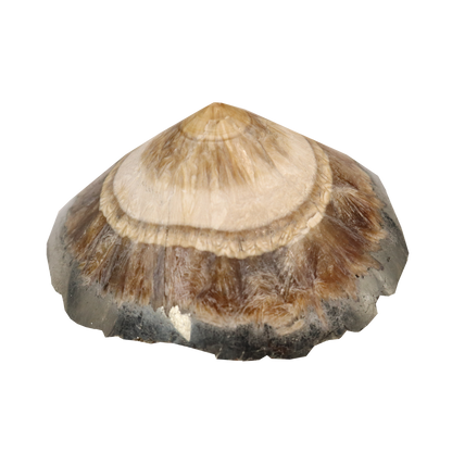 Baryte, Marcasite