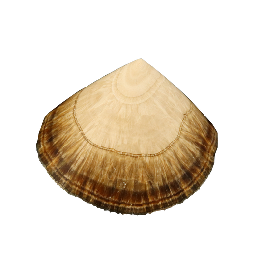 Baryte, Marcasite