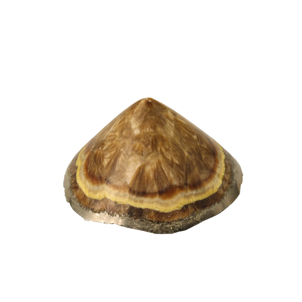 Baryte, Marcasite