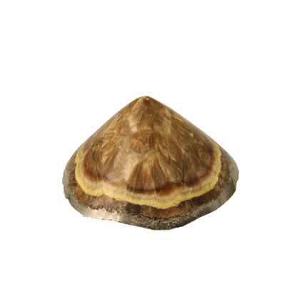 Baryte, Marcasite