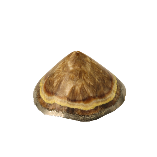 Baryte, Marcasite
