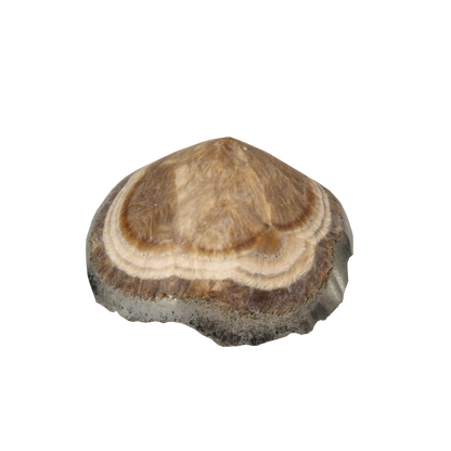 Baryte, Marcasite