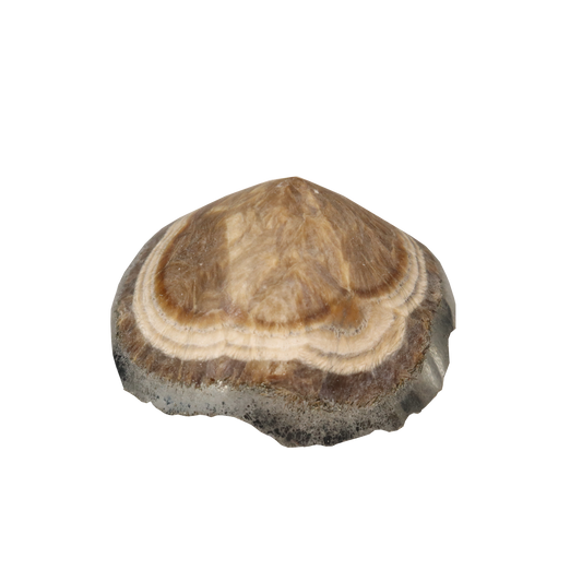 Baryte, Marcasite