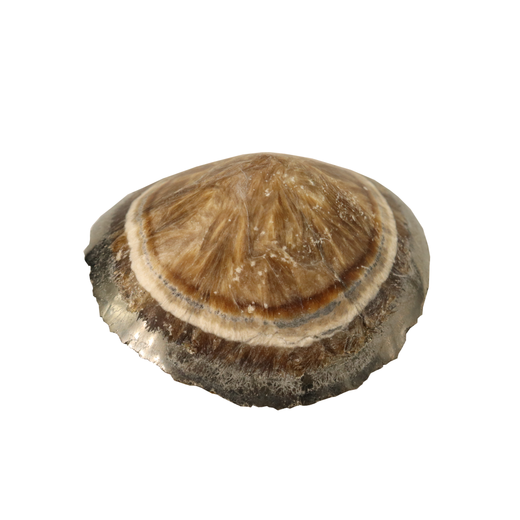 Baryte, Marcasite