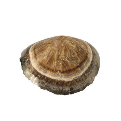 Baryte, Marcasite