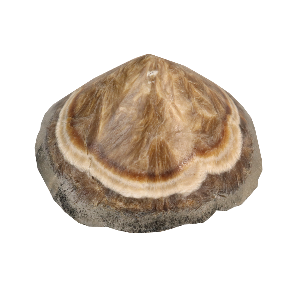Baryte, Marcasite