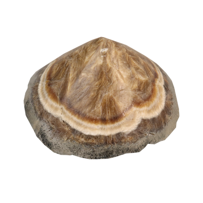 Baryte, Marcasite