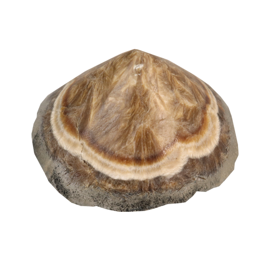 Baryte, Marcasite