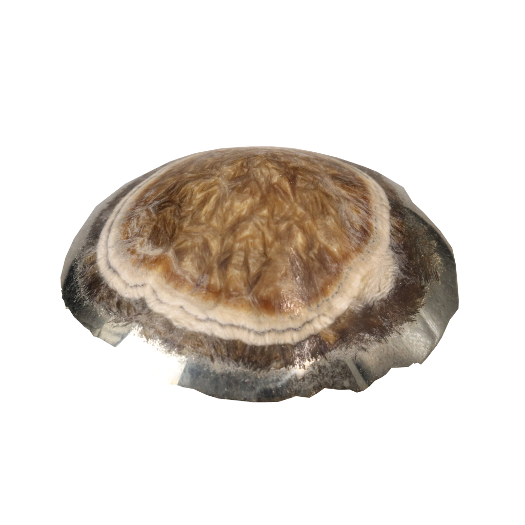Baryte, Marcasite