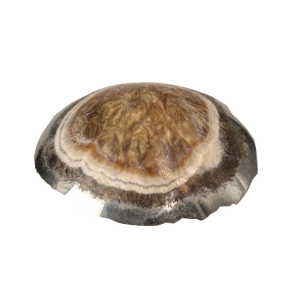 Baryte, Marcasite