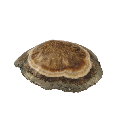 Baryte, Marcasite