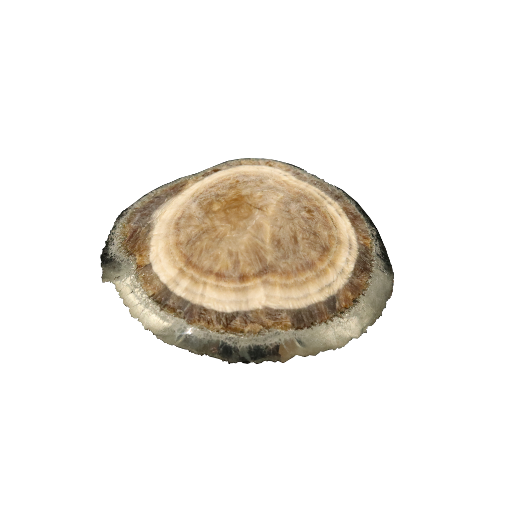 Baryte, Marcasite