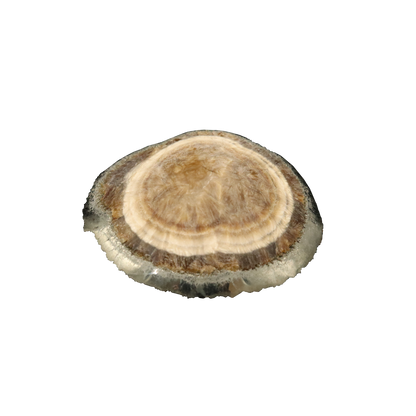 Baryte, Marcasite