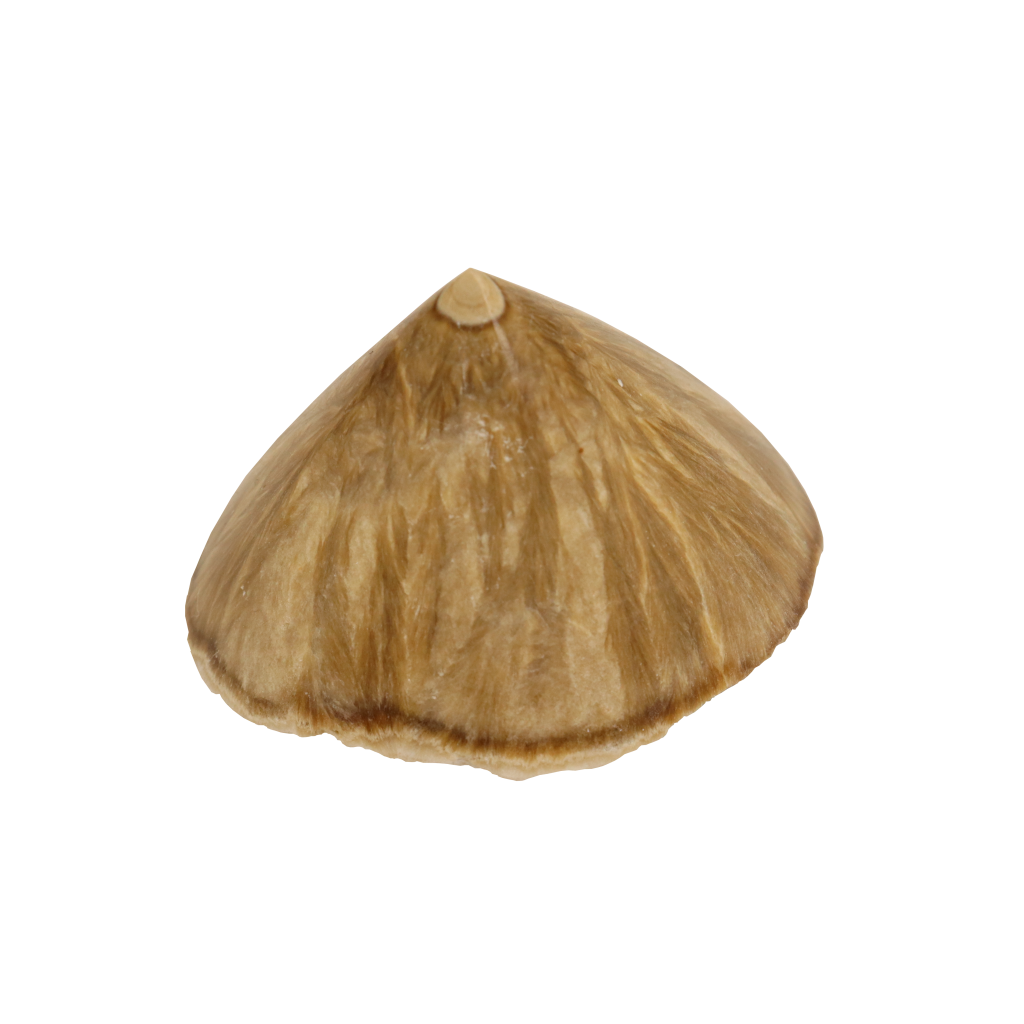 Baryte, Marcasite