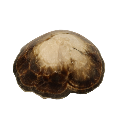 Baryte, Marcasite