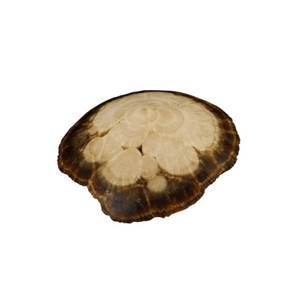 Baryte, Marcasite