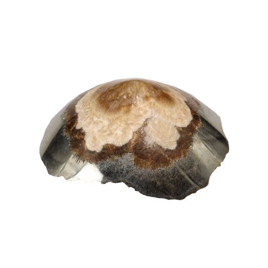 Baryte, Marcasite