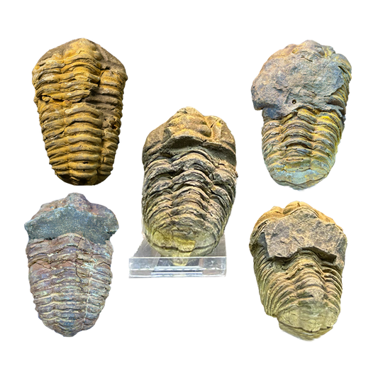 Trilobite (Per Piece)
