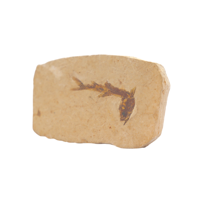 Fish Fossil