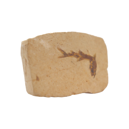 Fish Fossil