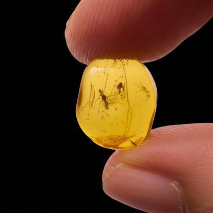 Insect in Amber