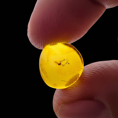 Insect in Amber