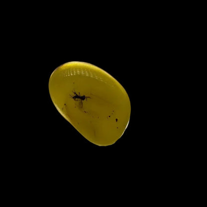 Insect in Amber