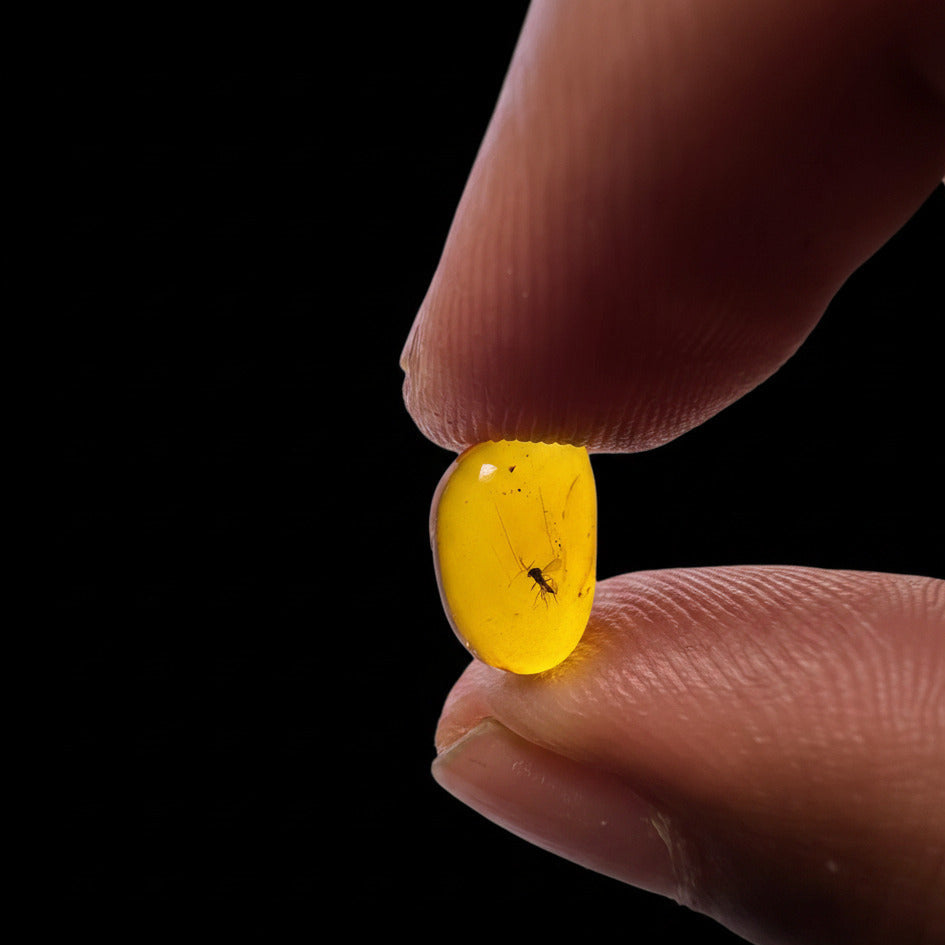 Insect in Amber