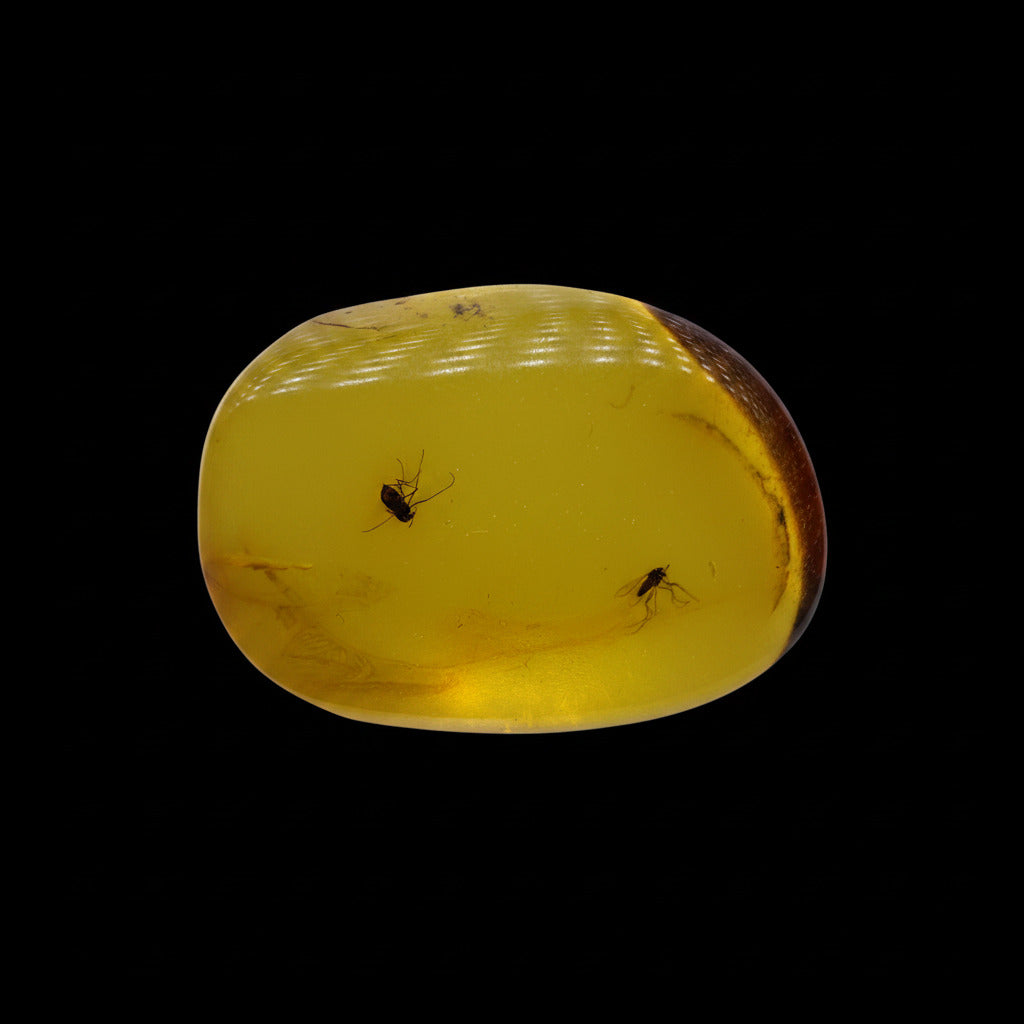 Insect in Amber