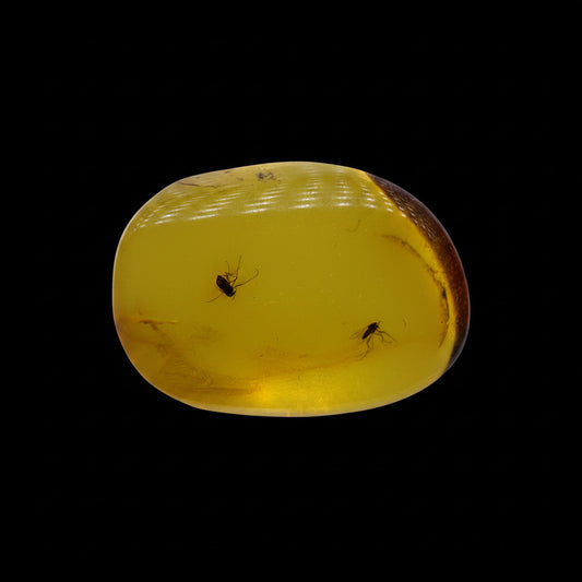 Insect in Amber