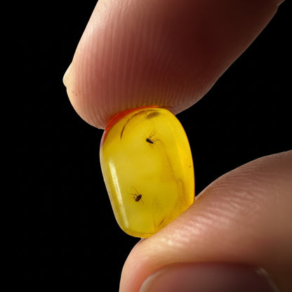Insect in Amber